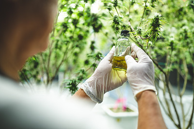 大麻植物CBD成分的醫學提取與自然科學研究進展
